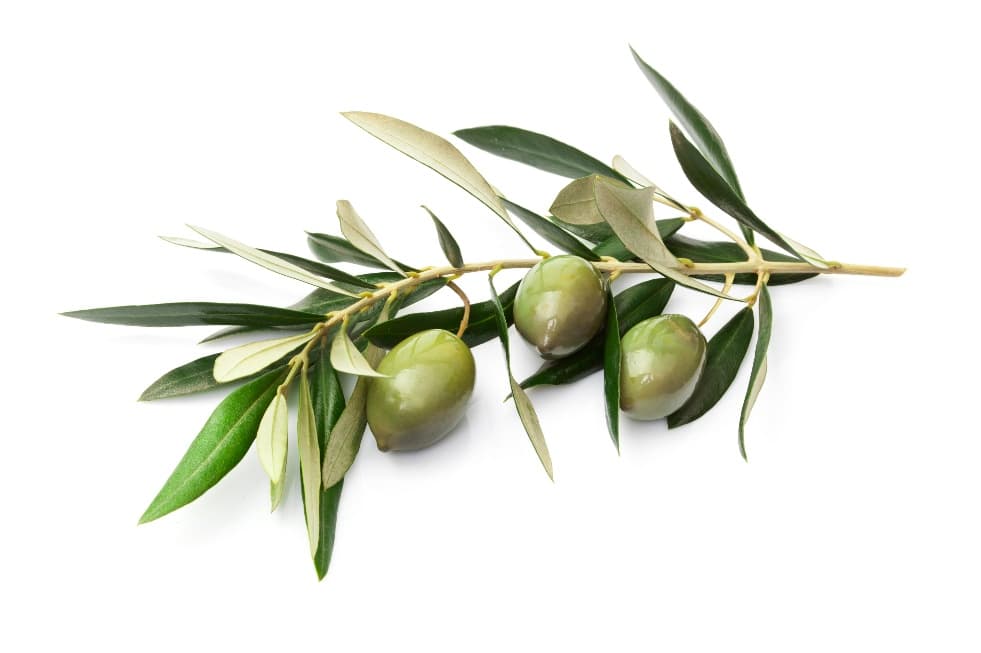 Olive branch — natural olive fruit ingredient with culinary purpose