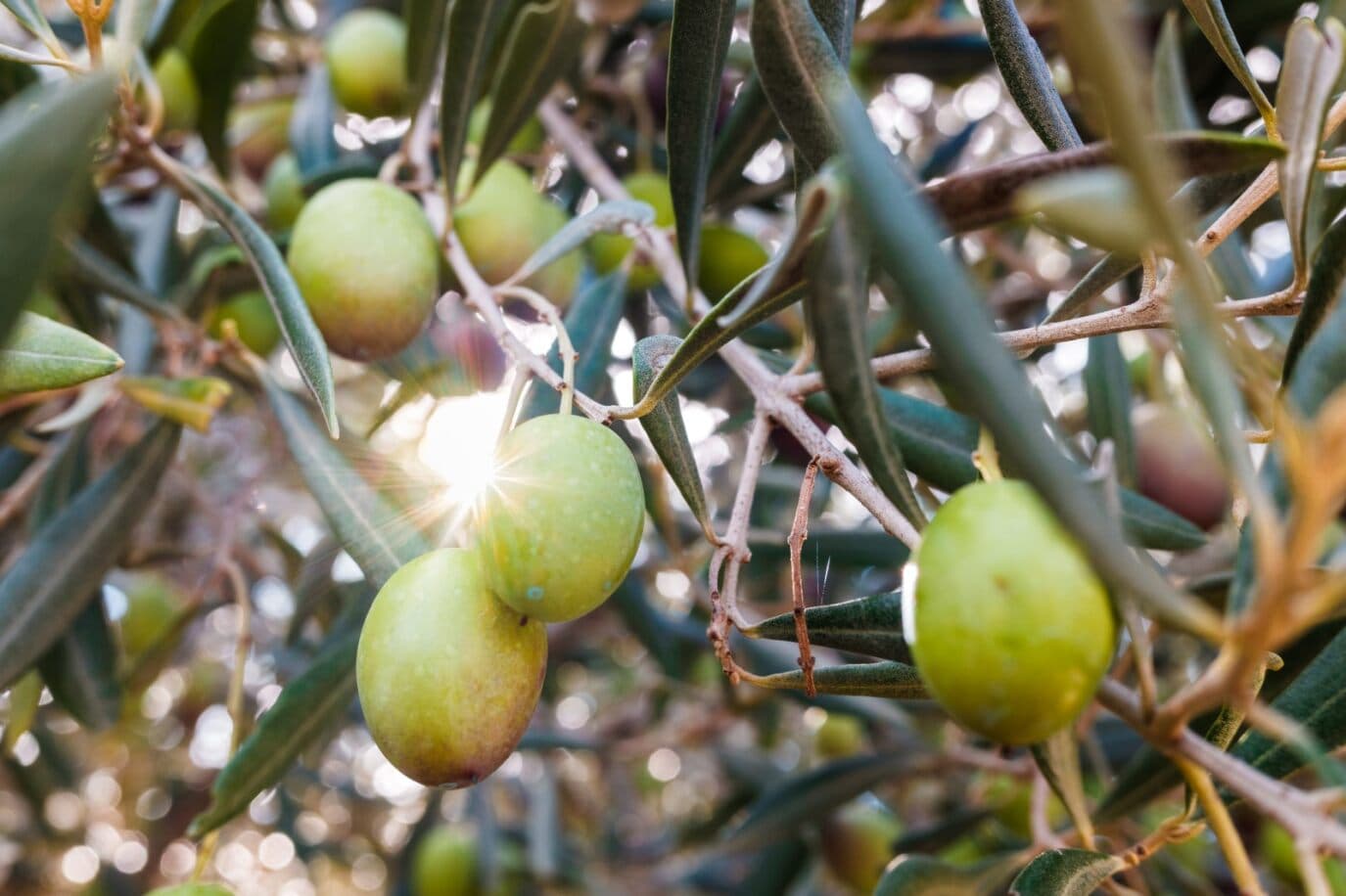 Close-up of olive pomace rich in polyphenols for upcycled food ingredients